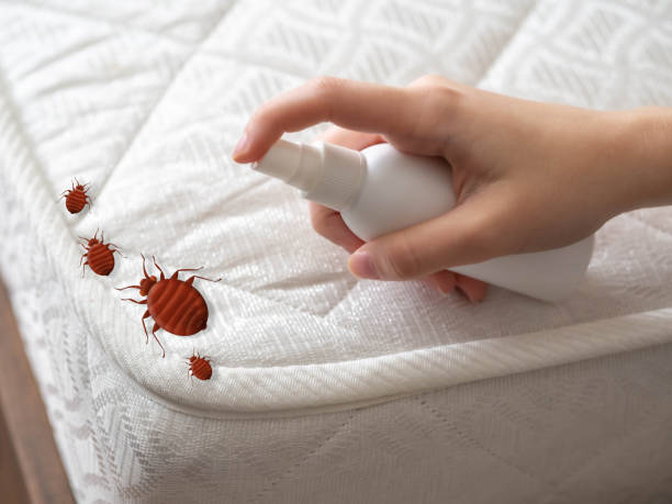 Real Estate Pest Inspections in Lopezville, TX